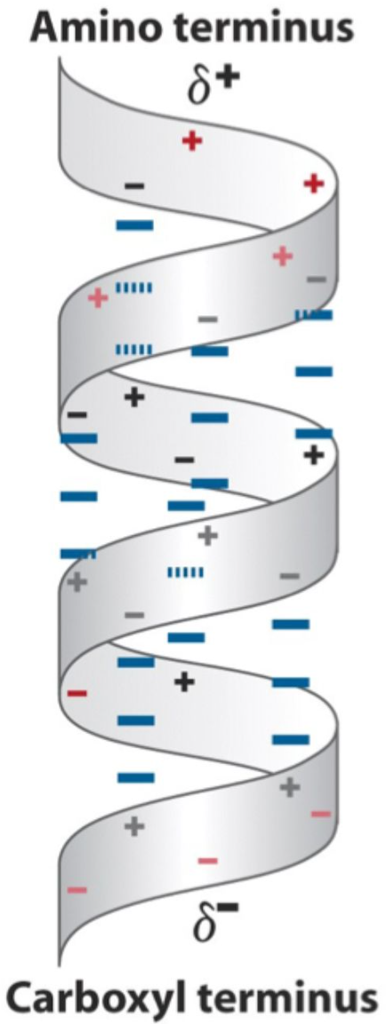<p>All <strong>C=O groups</strong> point <strong>toward the C-terminus</strong> and all <strong>N–H groups</strong> point <strong>toward the N-terminus</strong>, creating a <strong>dipole</strong>.</p>
