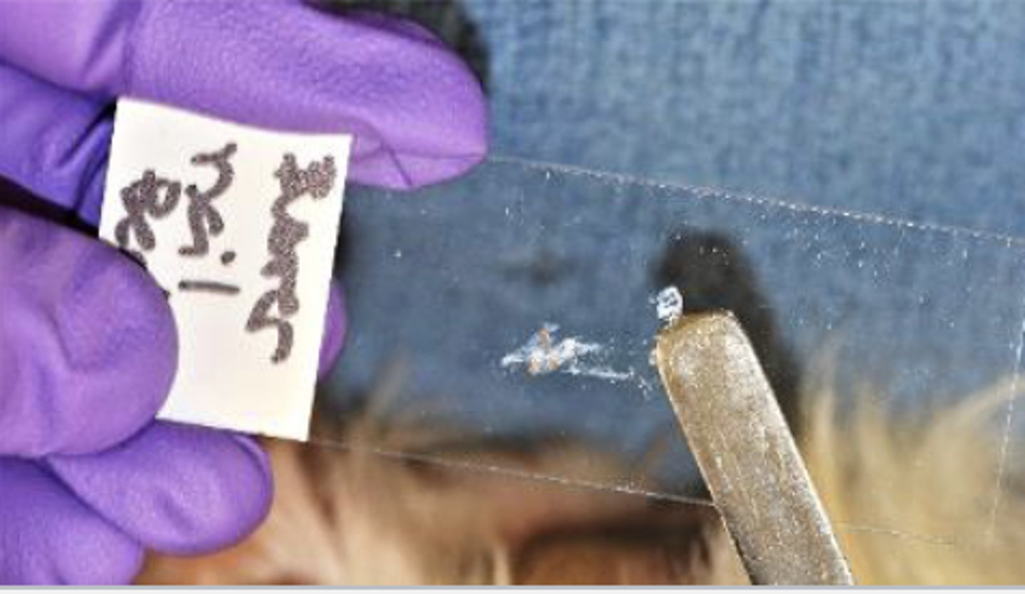 <p>What slide prep method is this?</p>