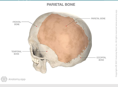 <ul><li><p>paired</p></li><li><p>articulate with each other at the <strong>sagittal suture</strong></p></li><li><p>articulate with occipital bone at<strong> lambdoidal suture</strong></p></li><li><p>also articulates with frontal bone, temporal bones, sphenoid bone</p></li></ul><p></p>