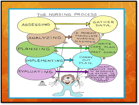 <p><span>•Assessment</span></p><p><span>•Nursing diagnosis</span></p><p><span>•Planning</span></p><p><span>•Health promotion</span></p><p><span>•Evaluation&nbsp;</span></p>