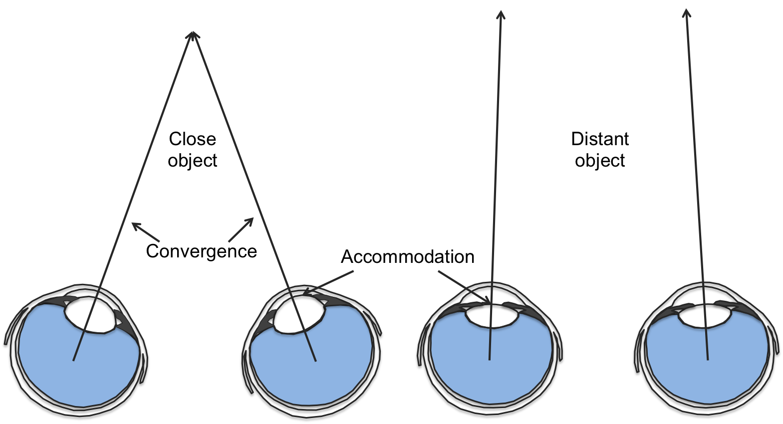 <p>= looking at closer objects causes our eyes to converge</p><ul><li><p>brain uses this info to calculate depth</p></li><li><p>when eyes view near object, muscles move eyes toward each other (strain)</p></li></ul>