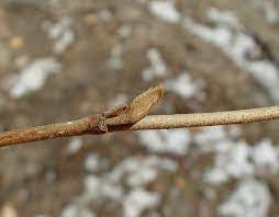 <ul><li><p>edge growth, arching over</p></li><li><p>alt branch</p></li><li><p>leaves: wavy margin, asym at base</p></li><li><p>buds: brown, naked &amp; fuzzy, “witch finger”</p></li><li><p>repro: yellow thread-like flower that blooms in fall &amp; winter, brown capsule for spores</p></li></ul>