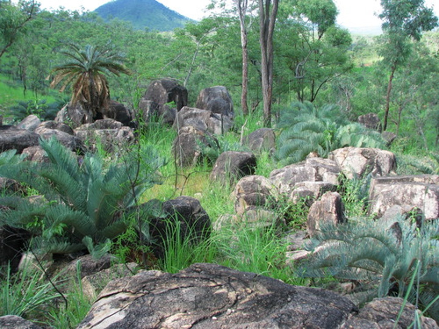 <p>There are several different types of savannas. Mediterranean, tropical, subtropical, and temperate savannas.</p>