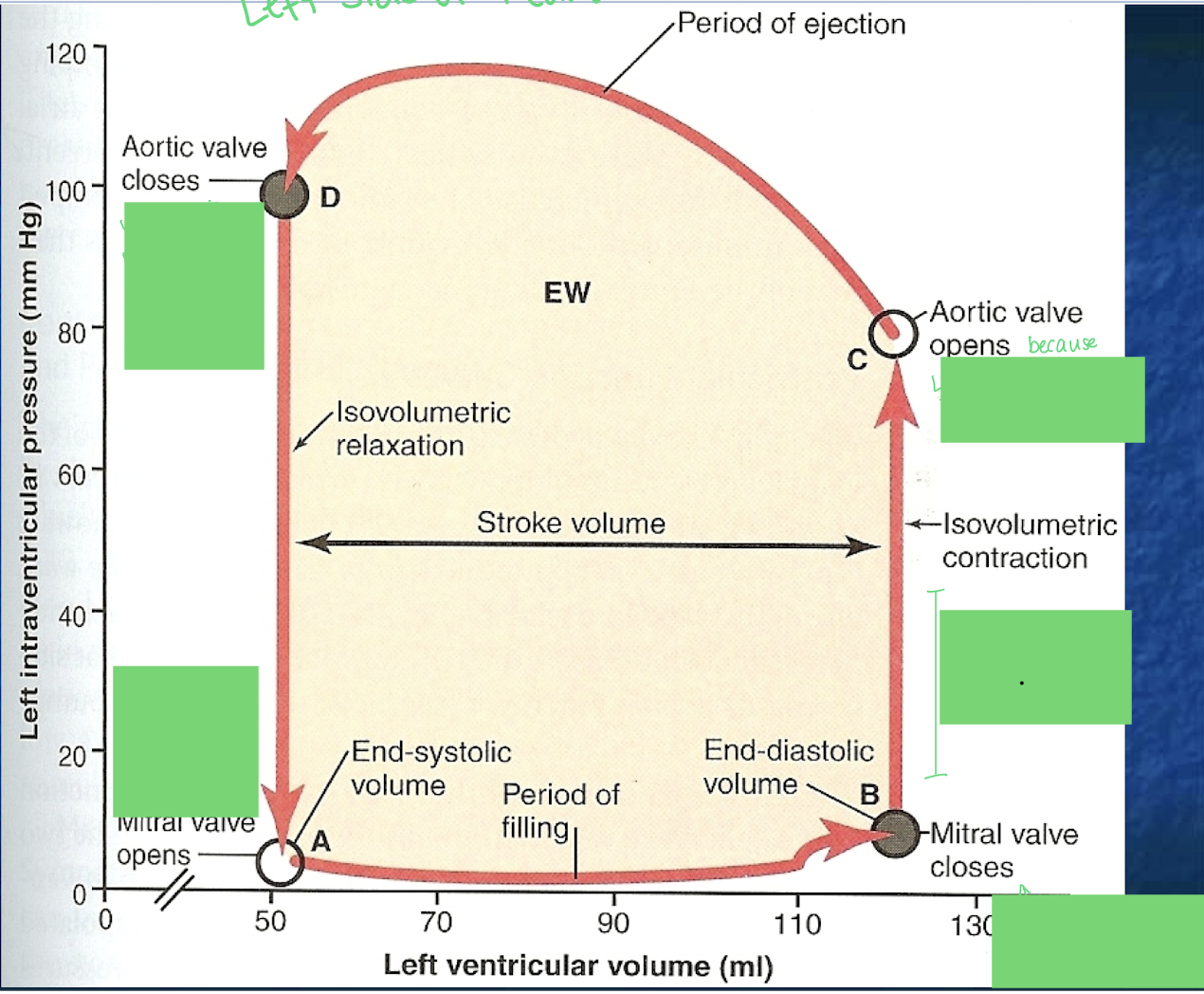 <p>Describe each part of the Pressure Volume curve</p><p>*shows cardiac output in the left side of the heart</p>