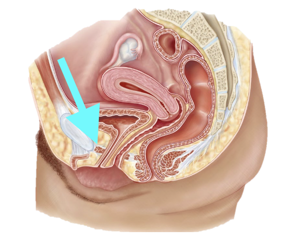 <p>What structure is shown?</p>