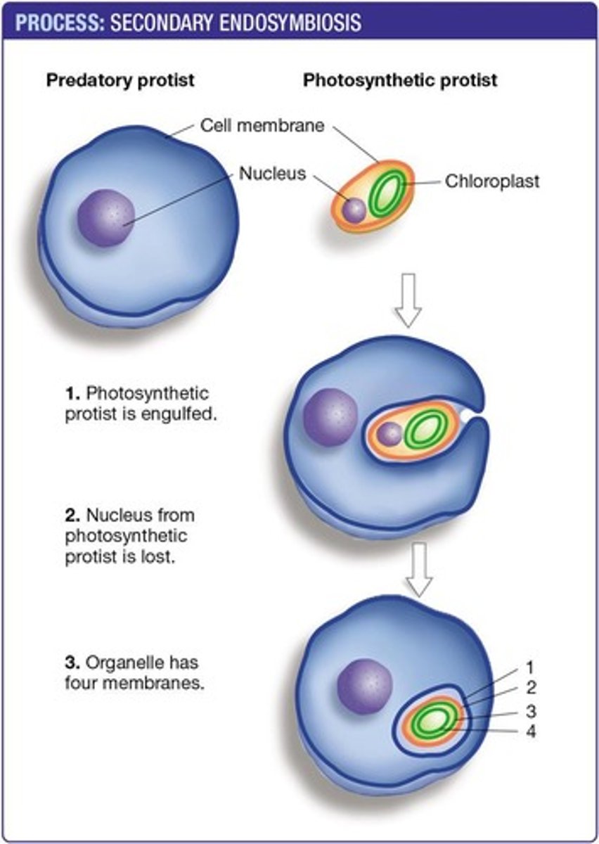 <p>Some Protists acquired chloroplasts by ingesting photosynthetic Protists that already had chloroplasts.</p>