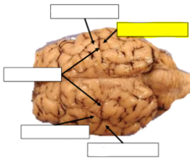 <p>what structure of the sheep brain is highlighted in yellow?</p>