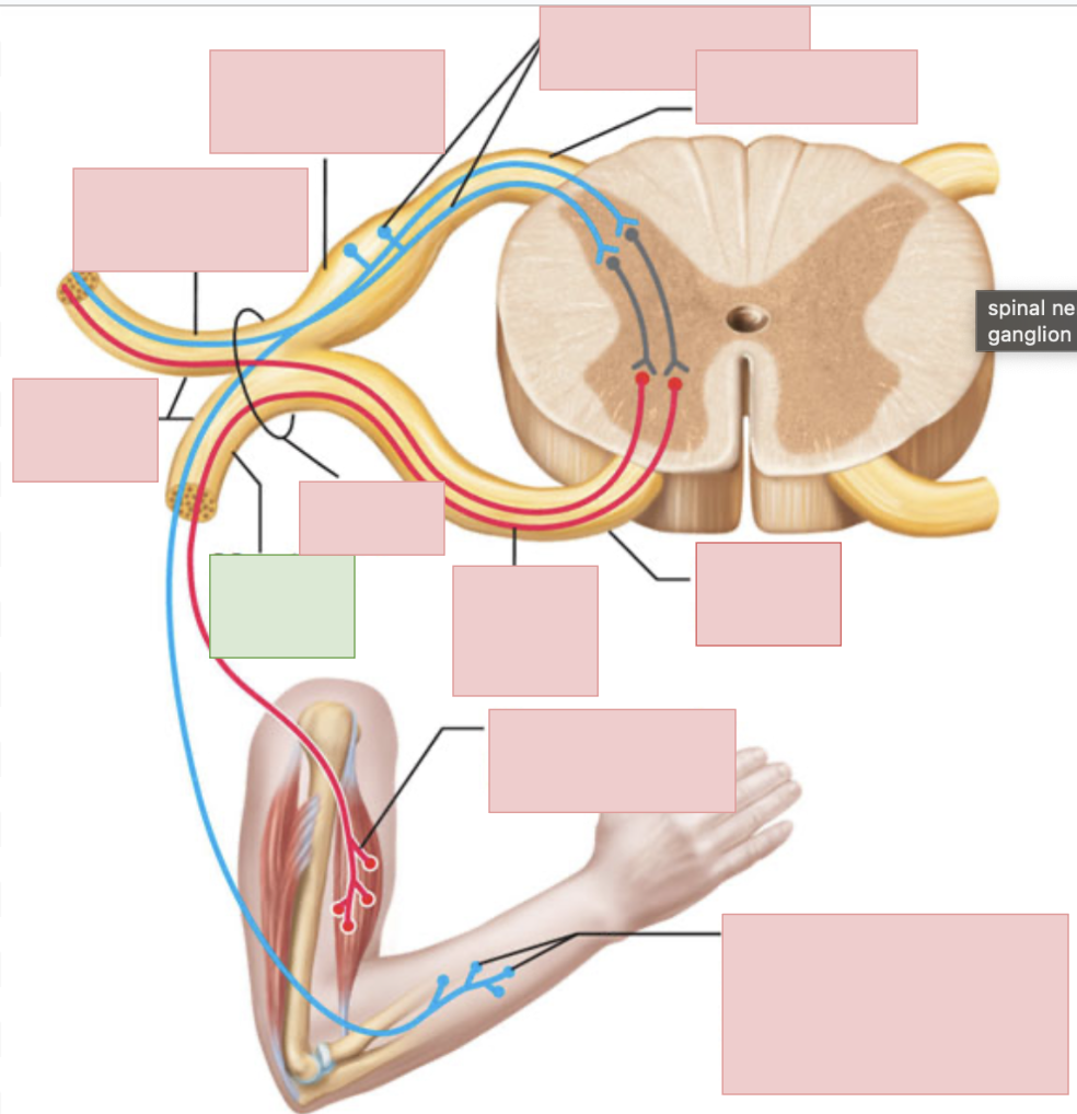 <p><span style="background-color: transparent;"><span>sends outgoing motor neuron messages and brings in sensory information (to everywhere but the posterior side of body); they form the nerve plexuses</span></span></p>