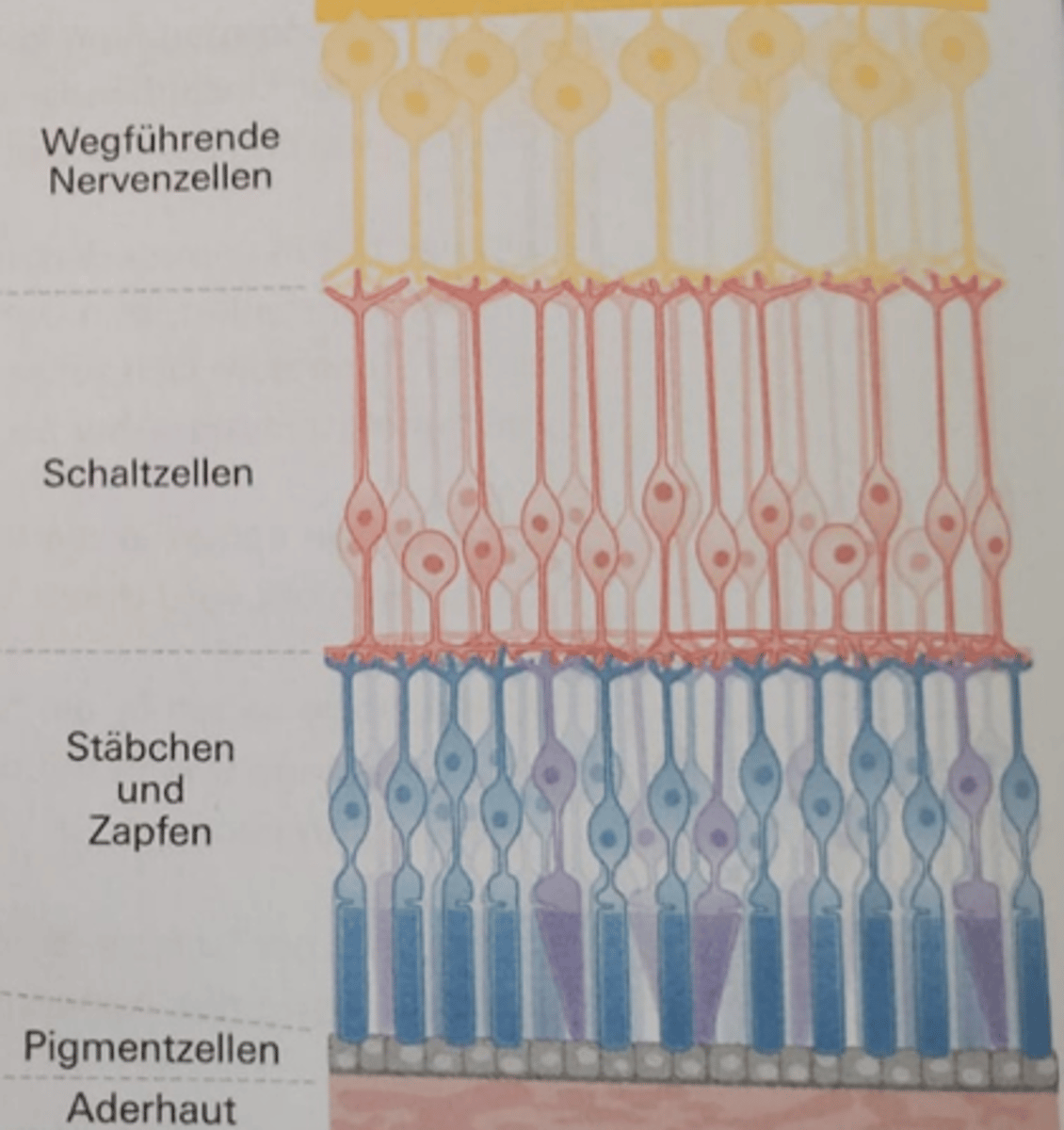 <p>Schaltzellen</p>