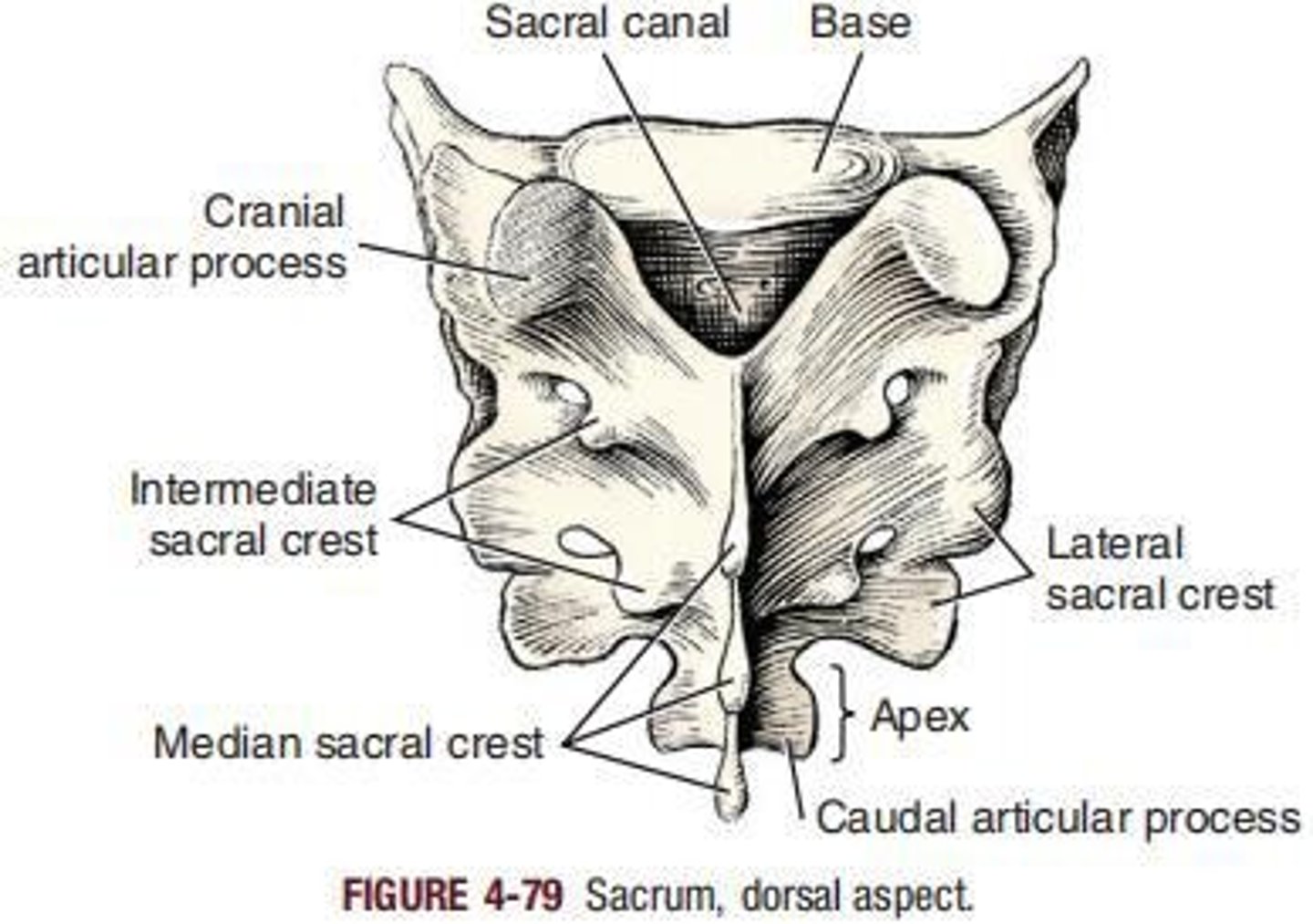 <p>Wedge-shaped bone between ilia, articulates with them.</p>
