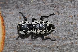 <p>or it can legit look like iron</p><p>rough body</p><p>white with stops or barky lookin</p><p>bulky</p>