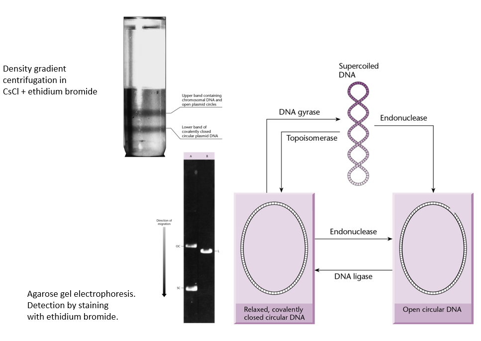 <ul><li><p>Supercoiled DNA migrate much faster than the other two.</p></li><li><p>Open circular DNA migrates the slowest.</p></li></ul><p></p>