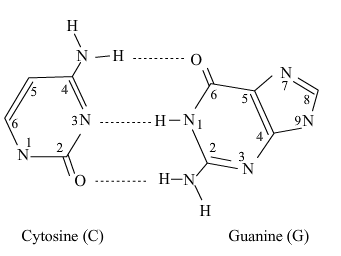 <p>2. The G-C Base Pair (3 Hydrogen Bonds)</p><p><u>rule</u></p><ol><li><p>how many hydrogen bonds are there? 2 (a-t or a-u) 3 (g-c)</p></li><li><p>look at the amount of rings in each base (to tell whether its a purine or pyramidine)</p></li><li><p>purine: adenine has NO OXYGEN, guanine HAS OXYGEN</p></li><li><p>pyramidine: cytosine has ONE OXYGEN, thymine has a METHYL, and uracil has TWO OXYGENS.</p></li></ol><p>characteristic: because there are 3 hydrogen bonds, the binding between guanine and cytosine is stronger. </p>