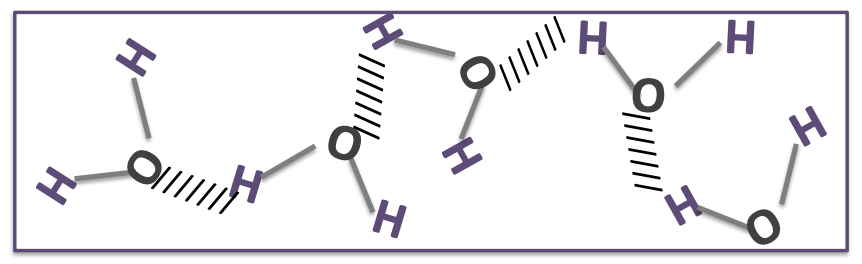 <p><span><span>this excellent ability to hydrogen bond allows water to form </span></span>networks of interconnected water molecules<span><span>.</span></span></p>