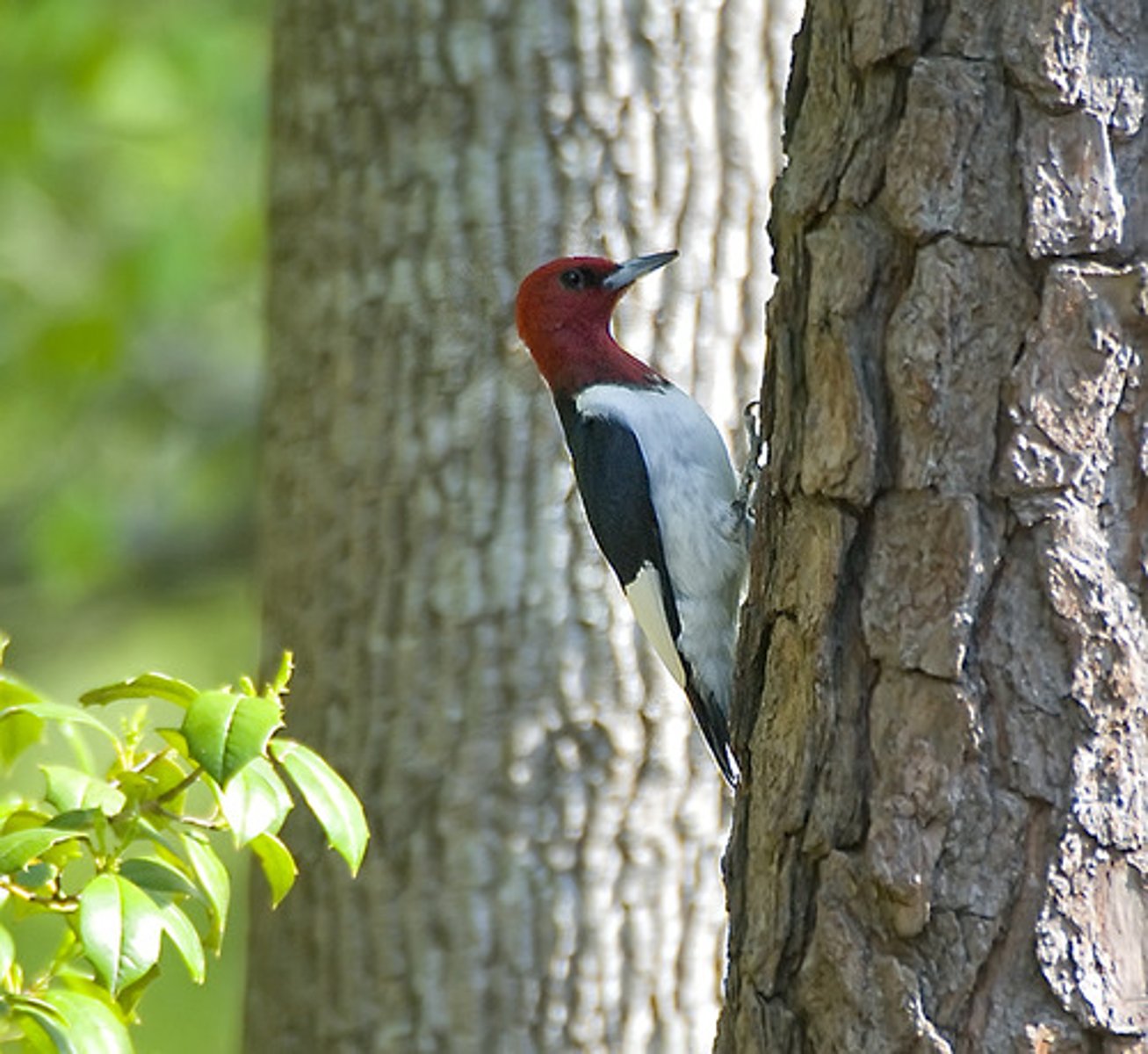<p>Piciformes</p><p>Picidae</p>