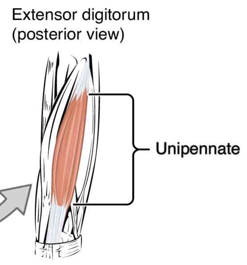 <p>Fascicles on one side of tendon</p><p>ie. Extensor digitorum longus muscle</p>