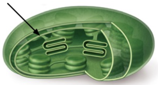 <p>what part of the chloroplast is indicated by the arrow?</p>
