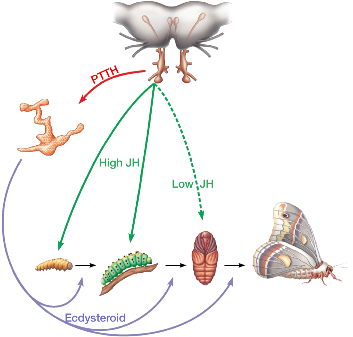 <ol><li><p>Juvenile hormone is secreted by corpora allata organ.</p></li><li><p>Entire body is targeted.</p></li><li><p>Maintenance of larval stage is the response.</p></li></ol>