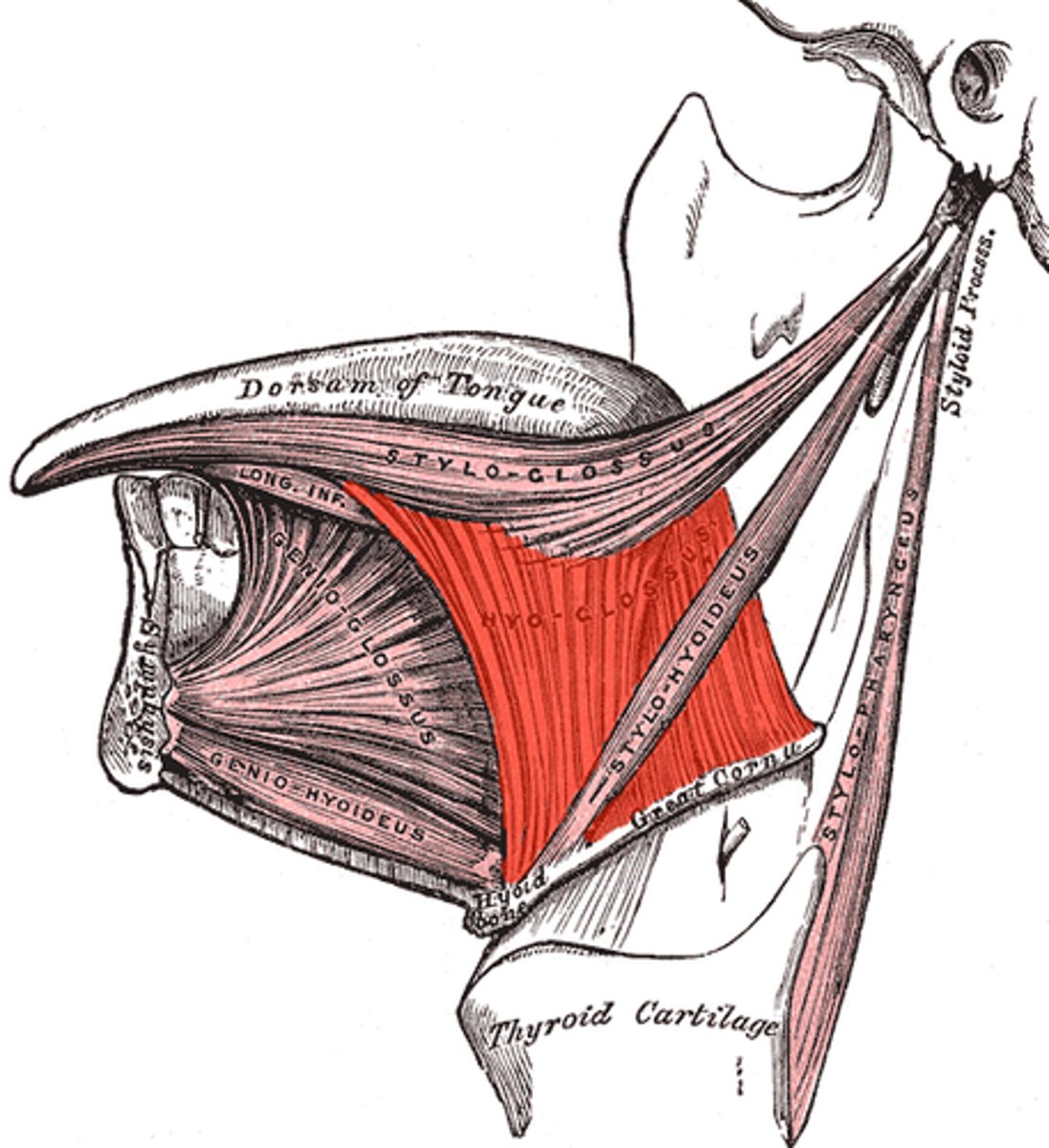 <p>depresses tongue</p><p>innervation: CN XII (hypoglossal)</p>