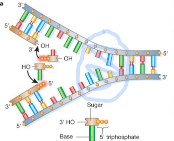 <ul><li><p>the place where the helicase is separating the two strands</p></li></ul>