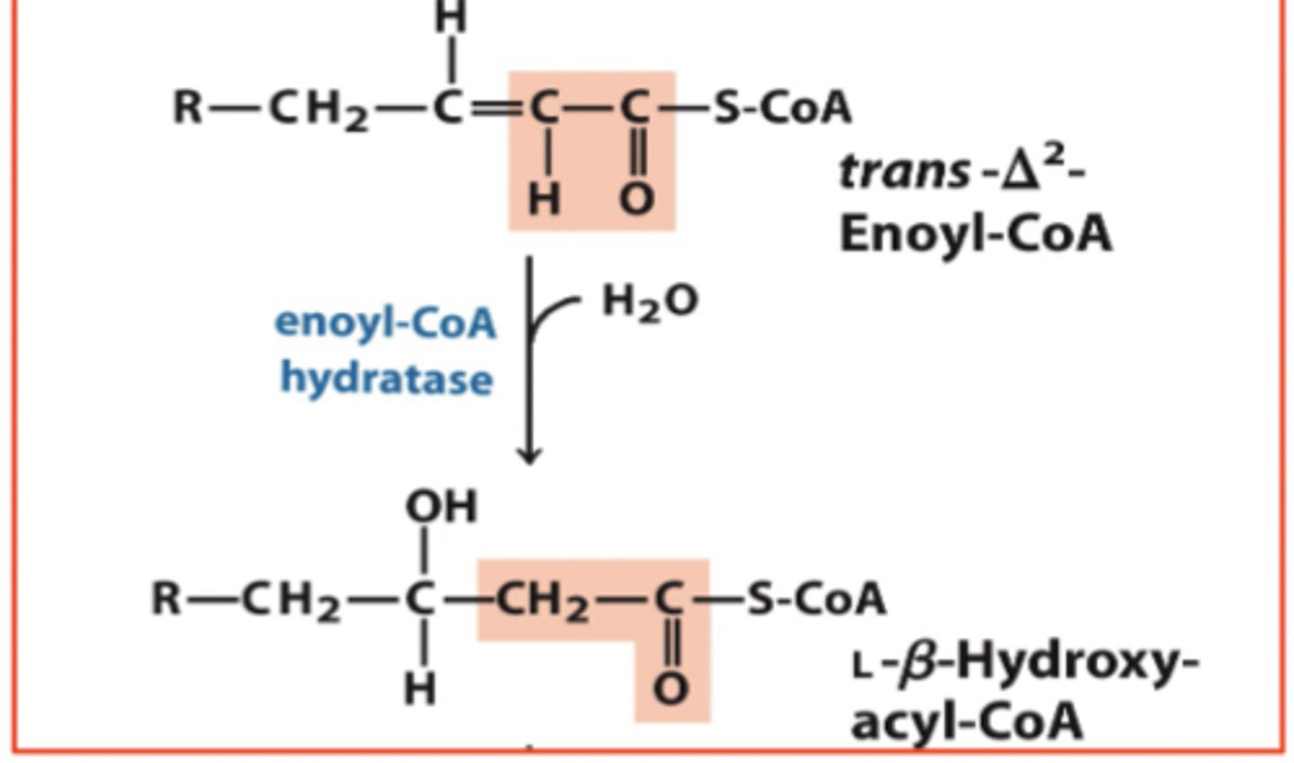 <p>Transport: across inner mitochondrial membrane into mitochondrial matrix</p><p>-carnitine carrier system separates cytosolic and mitochondrial pools</p>