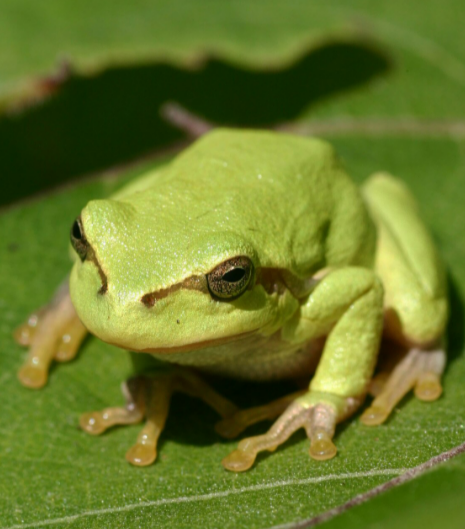 <p></p><p></p><p><strong><u>Distribution:</u></strong></p><ul><li><p>Worldwide, excpet sub-saharan Africa</p></li></ul><p><br><strong><u>Traits:</u></strong></p><ul><li><p>Large toe pads</p></li><li><p>long legs</p></li><li><p>often webbed feet</p></li><li><p>terminal phalanges hook- like</p></li></ul><p></p><p><strong><u>Larval Type:</u></strong></p><p>IV</p>