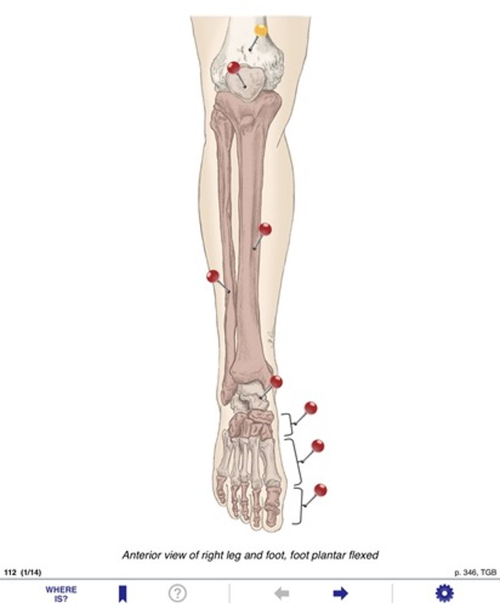 <p>Name the bones at the yellow pin</p>