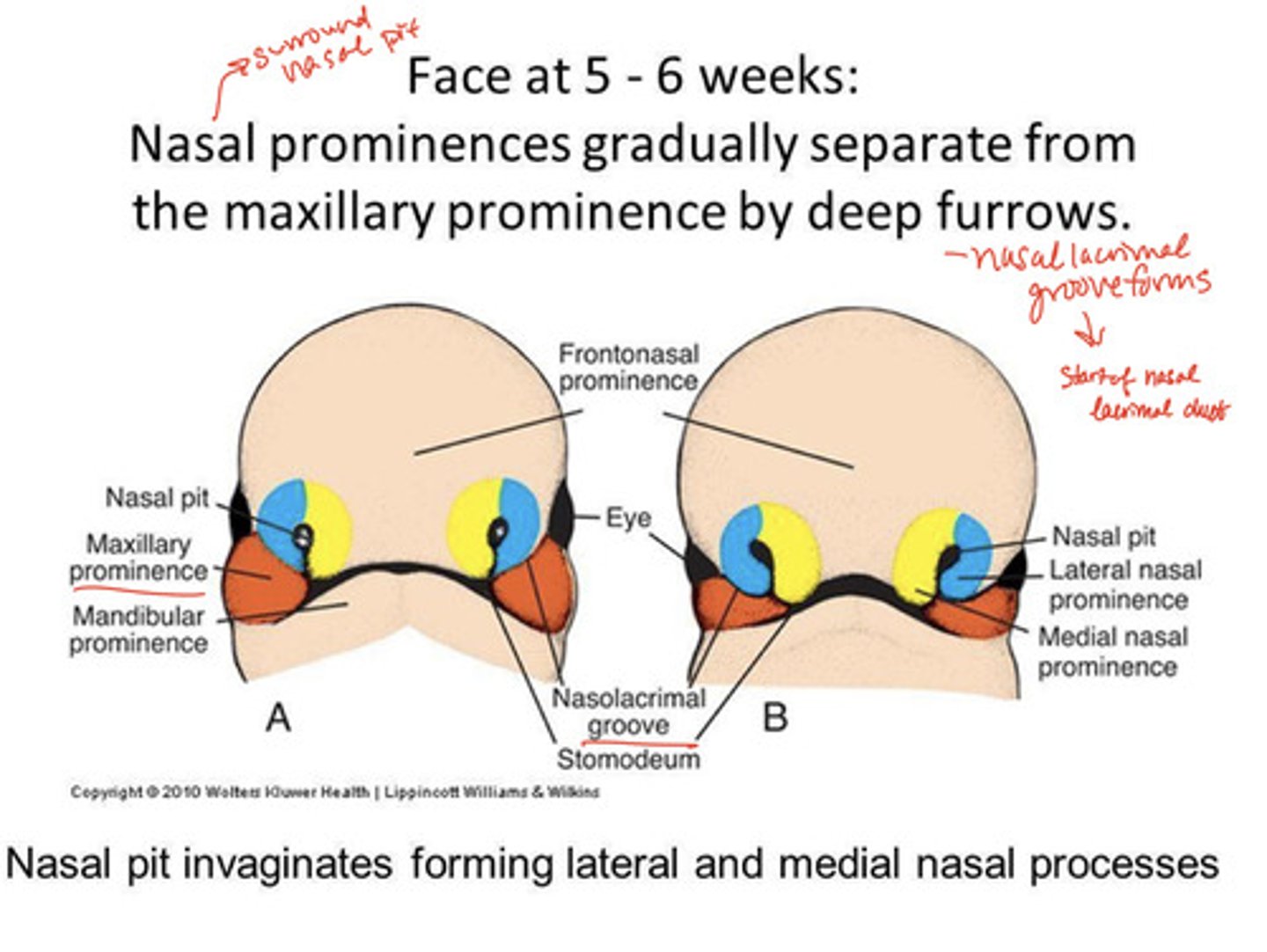 <p><strong>deep furrows </strong>SEPARATE the nasal prominences (surrounded by nasal pit) <u> </u>from the maxillary prominence. <br>-nasolacrimal groove forms = start of <strong>nasal lacrimal duct</strong></p>