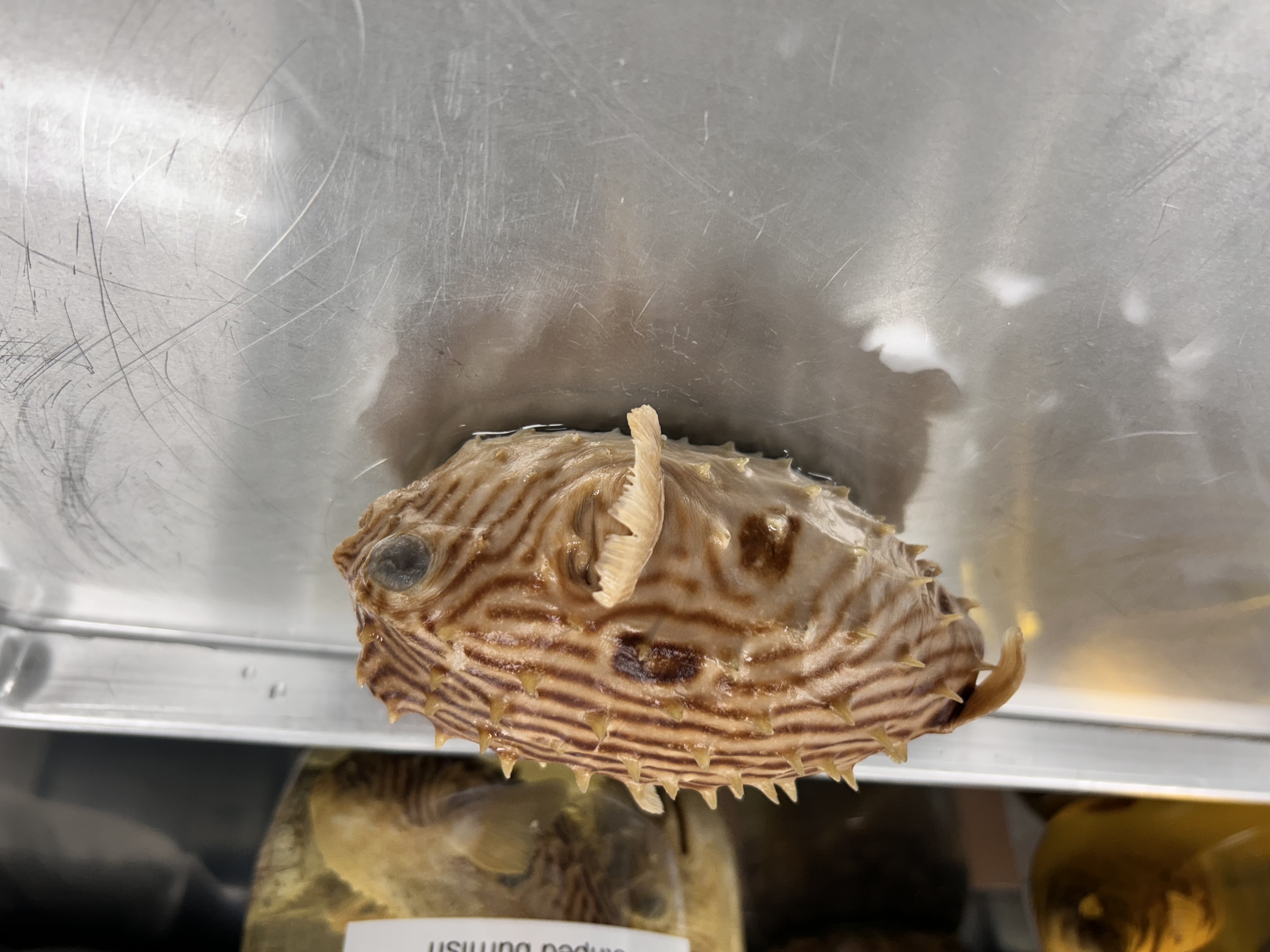 <p>striped burrfish</p>