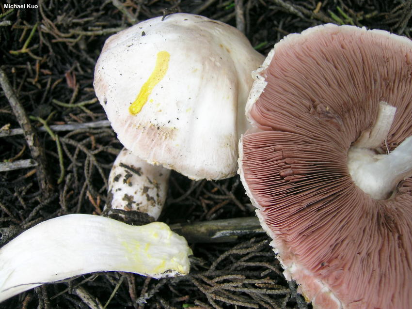 <p>Agaricus xanthodermes</p>