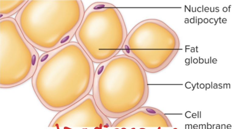 <p>Connective Tissue: What tissue is this and the function?</p>