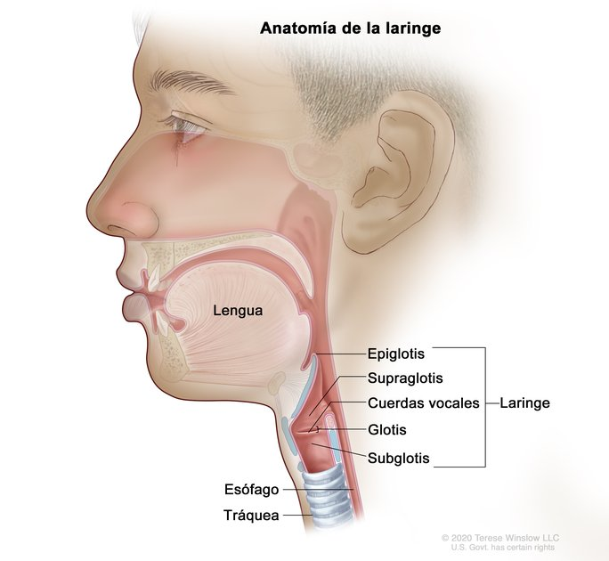 <p>Laringe</p>
