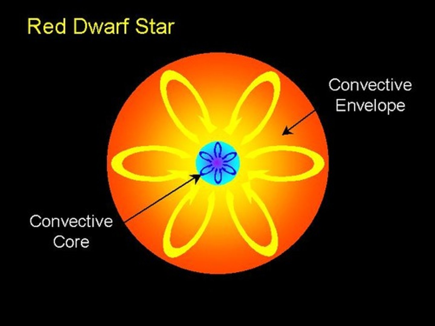 <p>Red dwarves.</p><p>Why?</p><p>- They make up about 70–80% of all stars.</p><p>- They are small, cool, and faint, which is why none are visible to the naked eye from Earth.</p><p>- They burn their fuel very slowly and can live trillions of years.</p>