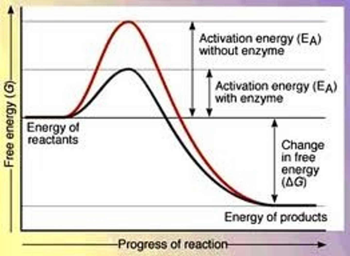 <p>Minimum of input energy required for a chemical reaction to occur (get reactants to transition state when bonds are broken and able to form products)</p><p>Higher activation energy → slower reaction</p>