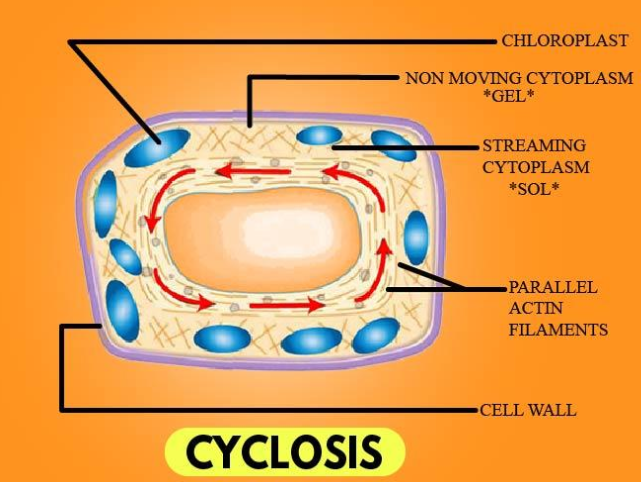<p>Cyclosis (cytoplasmic streaming)</p>