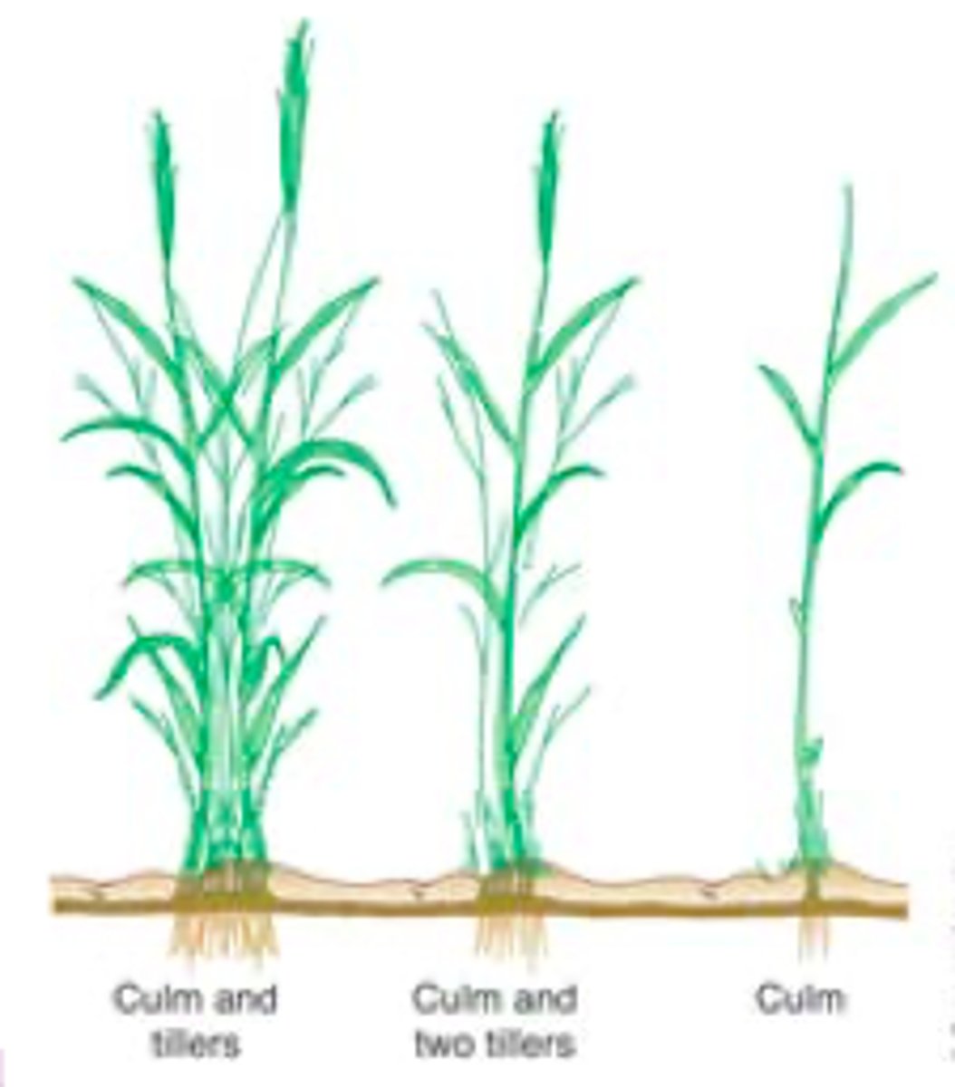 <p>Smooth cordgrass grow in tufts of vertical stems connected by rhizomes<br>Culm : Vertical stem<br>Tiller : Additional stems<br>One culm produces many tillers<br>Pollenated by wind<br>Seed dispersal by water<br>Also have aerenchyme!</p>