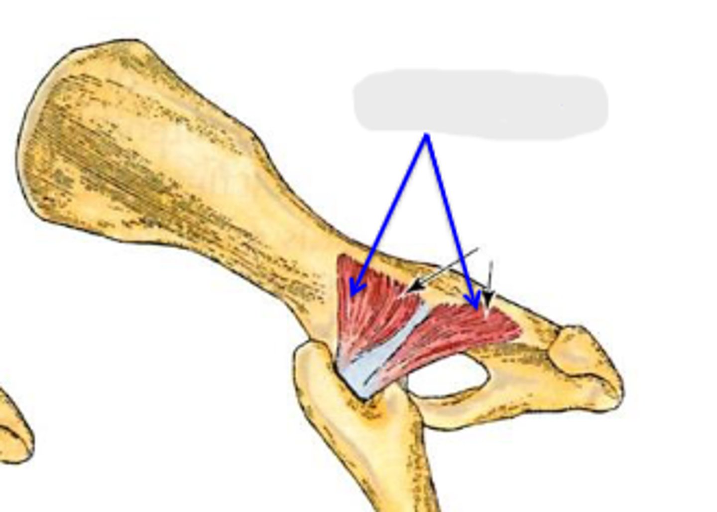 <p>What muscle is this, acting on the hip joint?</p>