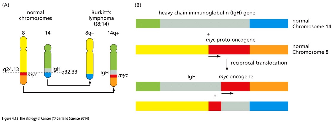 <p>What did the translocations in Burkitt’s lymphoma do?</p>