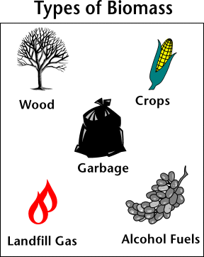 the total mass of living material in a specific area at a given time.
(chemical energy stored in the plant).
