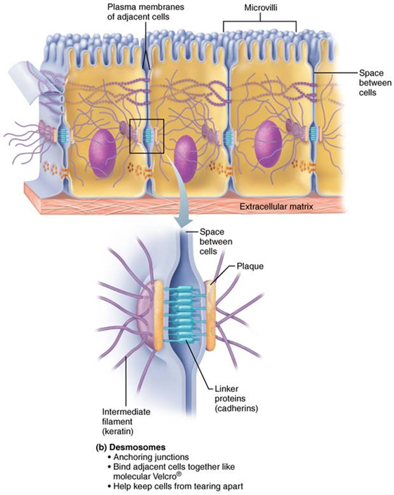 <p>anchoring junctions, bind cells together and keep cells from tearing apart</p>