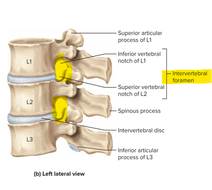 <p>ONLY with 2 or more vertebrae; it’s an opening between 2 adjoining vertebrae and is a passageway for spinal nerves</p>