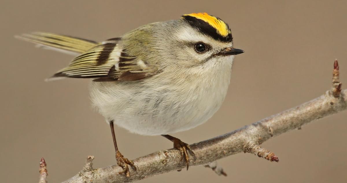 <p>What bird is this?</p>