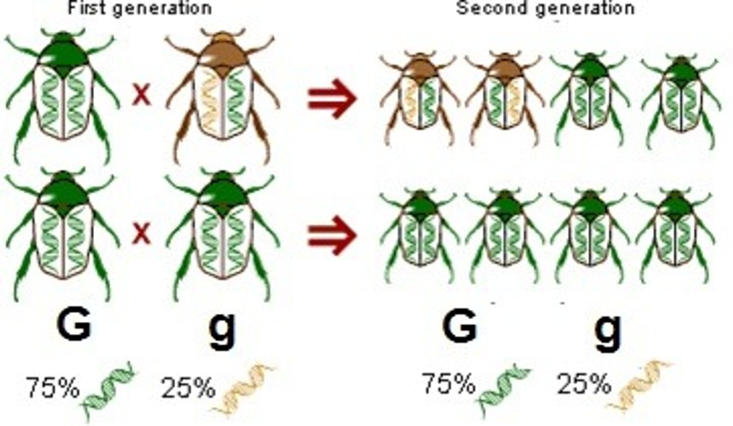 <p>situation in which allele frequencies remain constant</p>