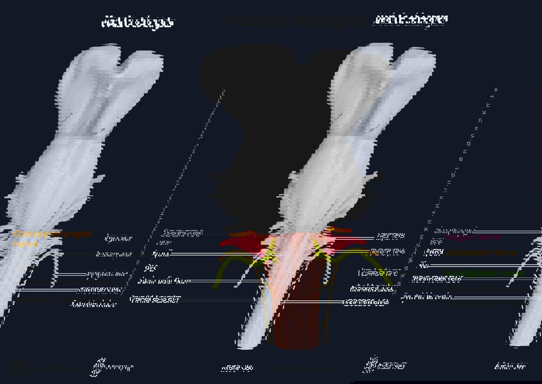 <p>Pyramids: corticospinal tracts with decussation (90% crossing). Olives: relay nuclei transmitting info to cerebellum.</p>