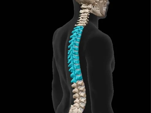 <p>Identify the bone.</p>