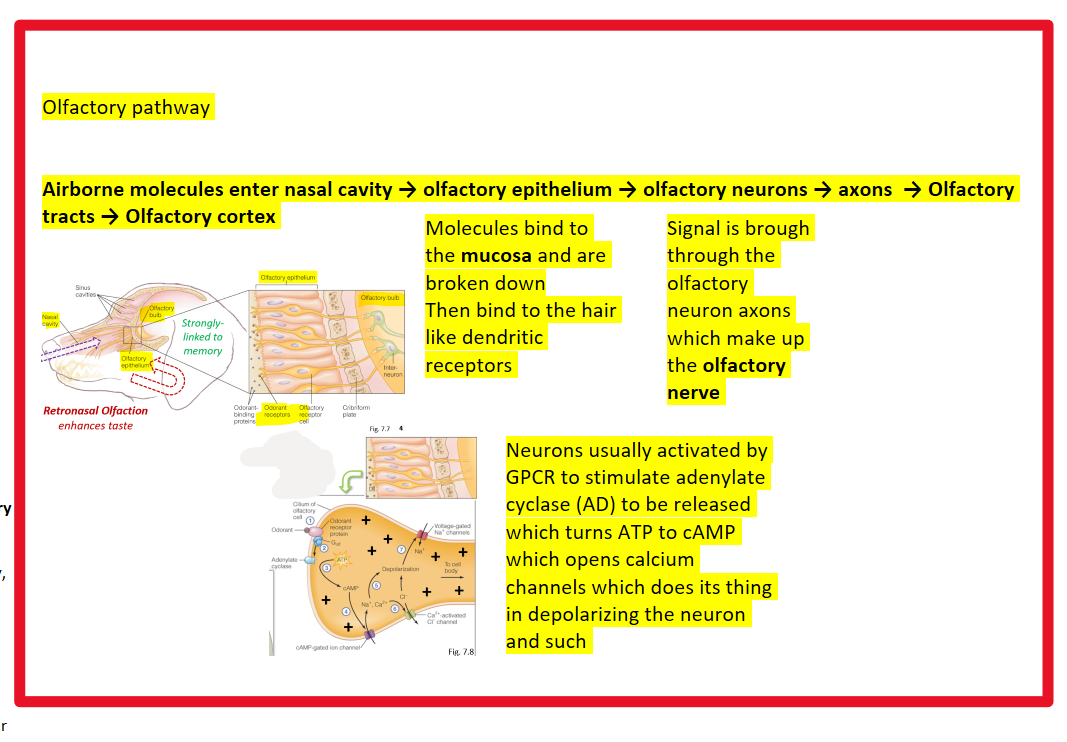 knowt flashcard image