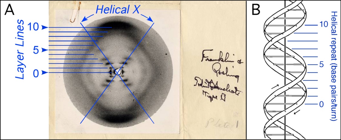 <p>With X-ray crystallography </p>