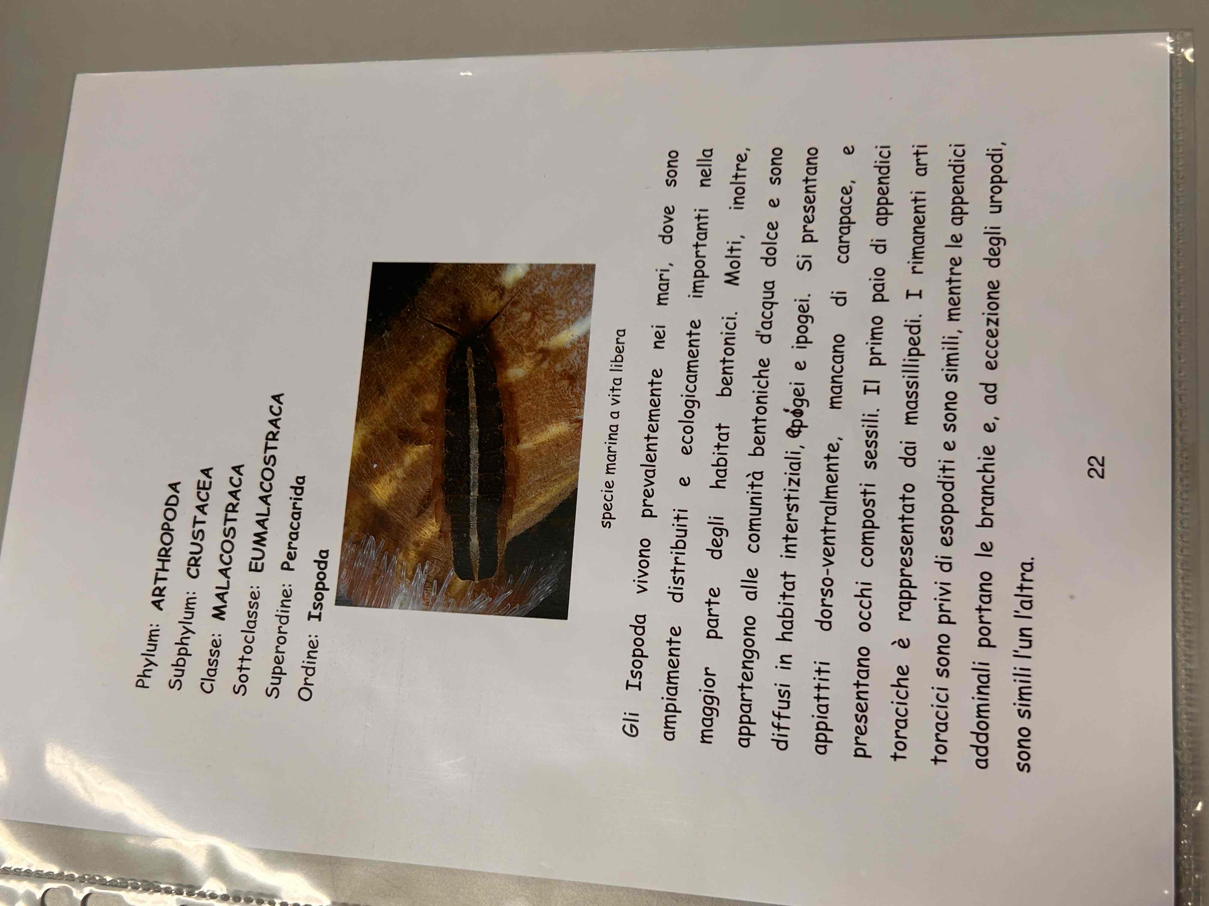 <p>Crostacei</p><p>Malacostraca</p><p>Eumalacostraca</p><p>Isopoda</p>