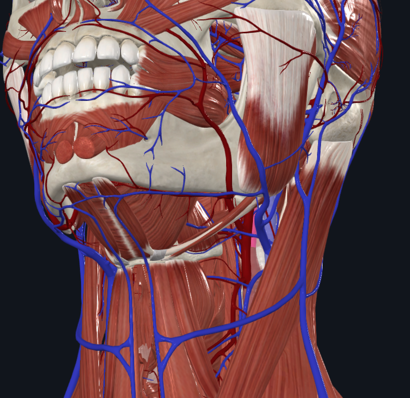 <p>What is highlighted in pink</p>