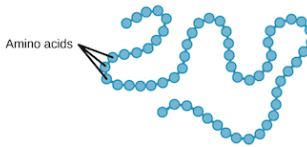 <p>linear chain of amino acids</p><p>determined by genes</p><p>dictates the secondary and tertiary forms</p>